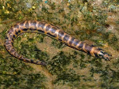 Spotted coolie / Eel loach (Pangio muraeniformis)