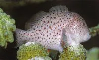 Spotted coral croucher (Caracanthus maculatus)