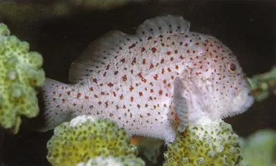 Spotted coral croucher (Caracanthus maculatus)