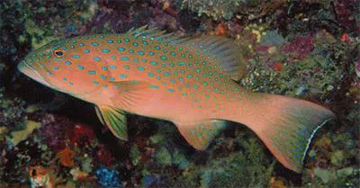 Spotted coralgrouper (Plectropomus maculatus)