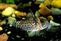 Spotted corydoras (Corydoras ambiacus)