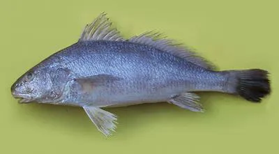 Spotted croaker (Ophioscion punctatissimus)