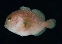 Spotted croucher (Caracanthus madagascariensis)