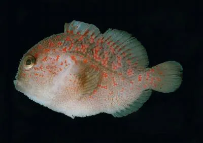 Spotted croucher (Caracanthus madagascariensis)