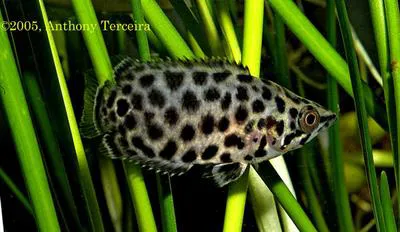 Spotted ctenopoma (Ctenopoma acutirostre)