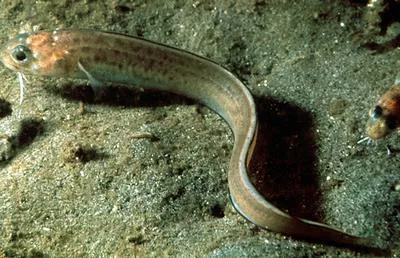 Spotted cusk-eel (Chilara taylori)