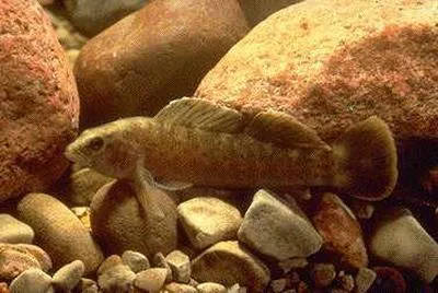 Spotted darter (Etheostoma maculatum)