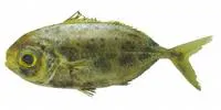 Spotted driftfish (Ariomma regulus)