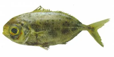 Spotted driftfish (Ariomma regulus)