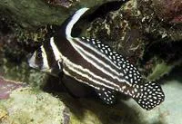 Spotted drum (Equetus punctatus)