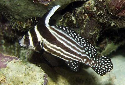 Spotted drum (Equetus punctatus)