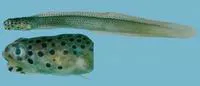 Spotted eel blenny (Notograptus guttatus)