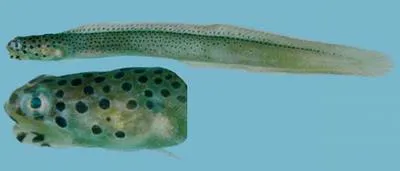 Spotted eel blenny (Notograptus guttatus)