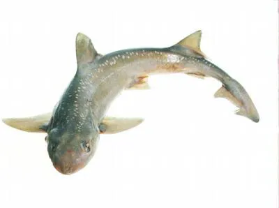 Spotted estuary smooth-hound (Mustelus lenticulatus)
