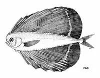 Spotted fanfish (Pteraclis velifera)
