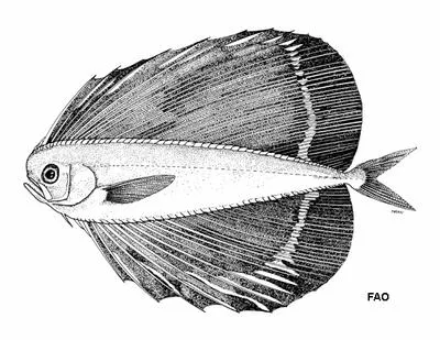 Spotted fanfish (Pteraclis velifera)