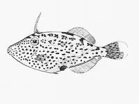 Spotted filefish (Thamnaconus fajardoi)