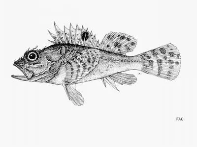 Spotted-fin rockfish (Scorpaena stephanica)
