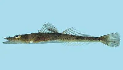 Spotted flathead (Cociella punctata)