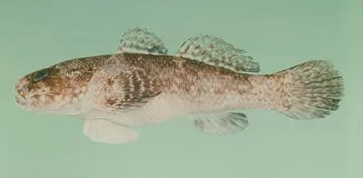 Spotted frillgoby (Bathygobius cyclopterus)