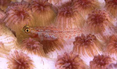 Spotted fringefin goby (Eviota albolineata)