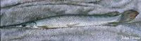 Spotted gar (Lepisosteus oculatus)
