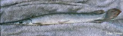 Spotted gar (Lepisosteus oculatus)