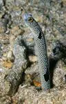 Spotted garden-eel (Heteroconger hassi)