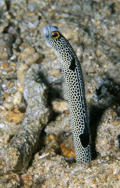 Spotted garden-eel (Heteroconger hassi)