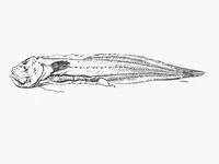 Spotted gelatinous cusk (Barathronus maculatus)