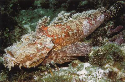 Spotted ghoul (Inimicus sinensis)