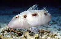 Spotted goatfish (Pseudupeneus maculatus)