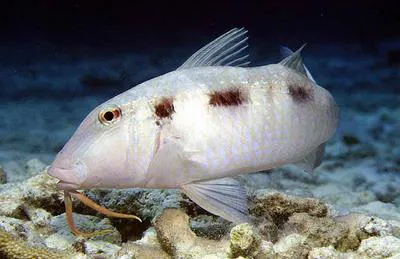 Spotted goatfish (Pseudupeneus maculatus)