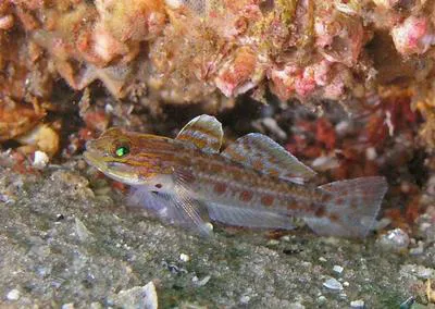 Spotted goby (Coryphopterus punctipectophorus)