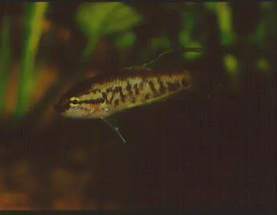 Spotted gourami (Malpulutta kretseri)