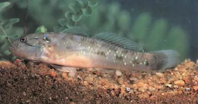 Spotted green goby (Acentrogobius viridipunctatus)