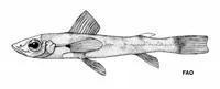 Spotted greeneye (Chlorophthalmus punctatus)