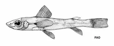Spotted greeneye (Chlorophthalmus punctatus)