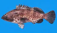 Spotted grouper (Epinephelus analogus)