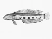 Spotted grubfish (Parapercis ramsayi)