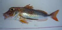 Spotted gurnard (Pterygotrigla picta)