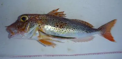 Spotted gurnard (Pterygotrigla picta)