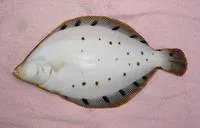 Spotted halibut (Verasper variegatus)