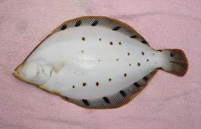 Spotted halibut (Verasper variegatus)