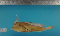 Spotted Handfish (Brachionichthys hirsutus)