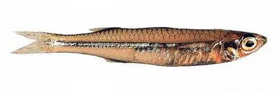 Spotted hardyhead (Craterocephalus mugiloides)