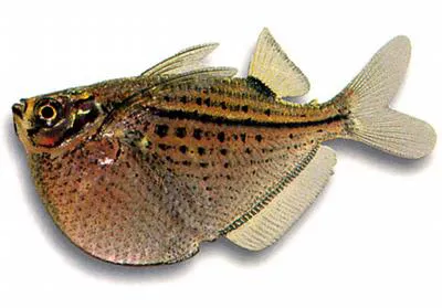 Spotted hatchetfish (Gasteropelecus maculatus)