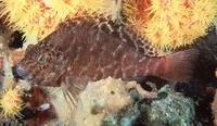 Spotted hawkfish (Cirrhitichthys aprinus)