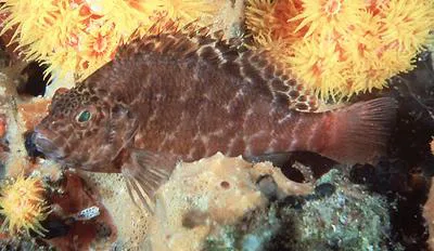 Spotted hawkfish (Cirrhitichthys aprinus)