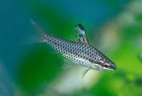 Spotted headstander (Chilodus punctatus)